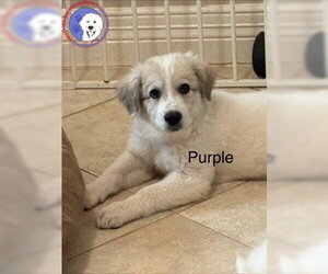 Great Pyrenees Dogs for adoption in Spring, TX, USA