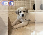 Small Great Pyrenees