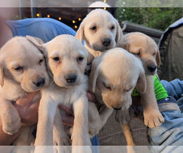 Medium Photo #6 Labrador Retriever Puppy For Sale in SHELTON, WA, USA