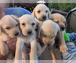 Small #5 Labrador Retriever