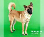 Small #1 Chow Chow-German Shepherd Dog Mix