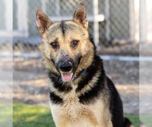 German Shepherd Dog Dogs for adoption in Camarillo, CA, USA