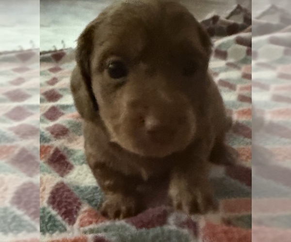 Medium Photo #4 Dachshund Puppy For Sale in CROSSVILLE, TN, USA