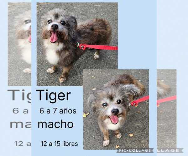 Medium Photo #2 Shih Tzu-Unknown Mix Puppy For Sale in Virginia Beach, VA, USA