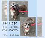 Small #1 Shih Tzu Mix