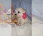 Small Photo #12 Schnauzer (Miniature) Puppy For Sale in WINDYVILLE, MO, USA