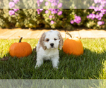 Puppy Patches Cocker Spaniel