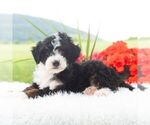 Small #2 Bernedoodle (Miniature)