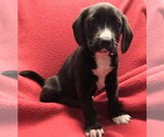 Small #2 Labbe