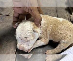 American Pit Bull Terrier Dogs for adoption in Houston, TX, USA