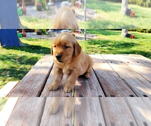 Golden Retriever Puppy for Sale in LEON, Kansas USA