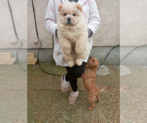 Chow Chow Puppy for sale in EVERETT, WA, USA