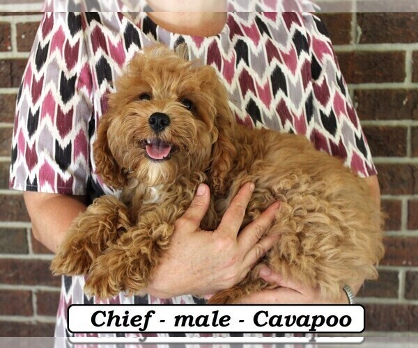 Medium Photo #4 Cavapoo Puppy For Sale in CLARKRANGE, TN, USA