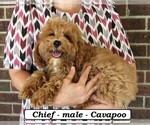 Small Photo #4 Cavapoo Puppy For Sale in CLARKRANGE, TN, USA