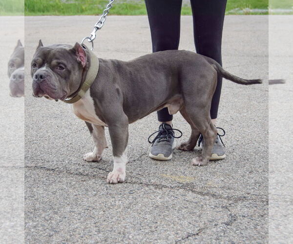 Medium Photo #4 Olde Bulldog Puppy For Sale in Huntley, IL, USA