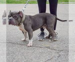 Small #3 Olde Bulldog