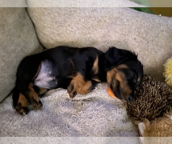 Medium Photo #51 Dachshund Puppy For Sale in LUBBOCK, TX, USA