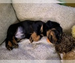 Small #50 Dachshund