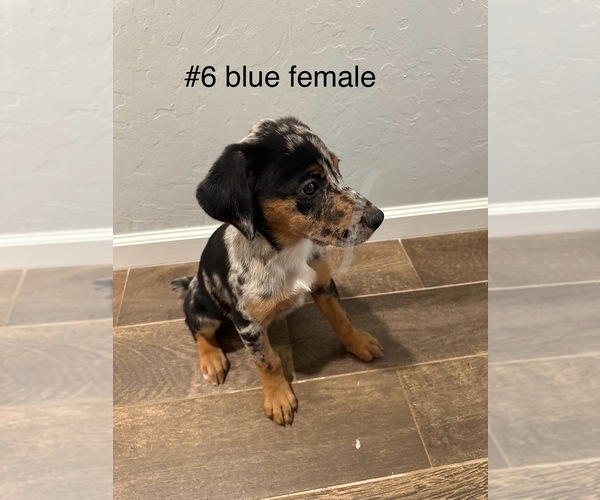 Medium Photo #7 Australian Shepherd-Doberman Pinscher Mix Puppy For Sale in WASHINGTON, OK, USA