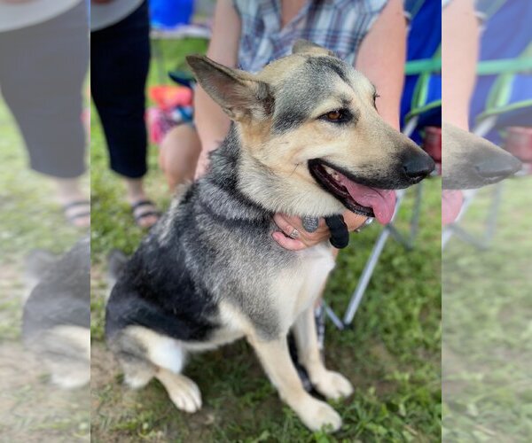 Medium Photo #4 German Shepherd Dog-Unknown Mix Puppy For Sale in Thorndale, TX, USA
