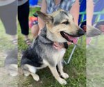 Small #3 German Shepherd Dog Mix