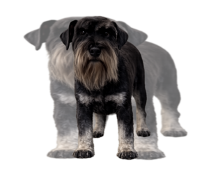 Father of the Schnauzer (Miniature) puppies born on 05/16/2026
