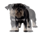 Small Photo #1 Schnauzer (Miniature) Puppy For Sale in LONG BEACH, CA, USA