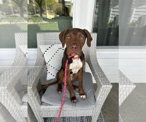Bulldog-Unknown Mix Dogs for adoption in napa, CA, USA