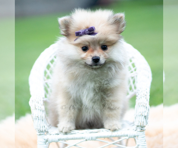 Medium Photo #68 Pomeranian Puppy For Sale in WARSAW, IN, USA