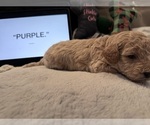 Small #6 Goldendoodle