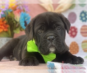 Cane Corso Puppy for sale in LANCASTER, PA, USA