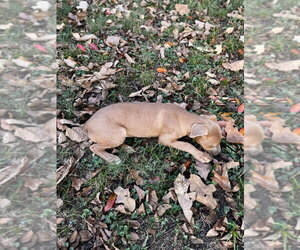 Tater Tot Potato - Female Black Mouth Cur-Unknown Mix Dog for Adoption - Photo #2