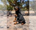 Small #1 Doberman Pinscher