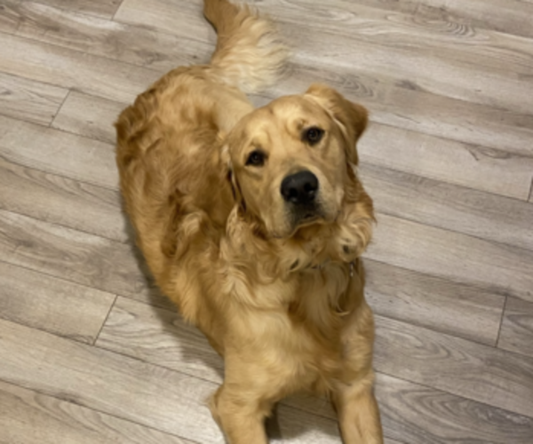 Medium Photo #1 Golden Retriever Puppy For Sale in DURANGO, CO, USA