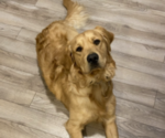 Small Photo #1 Golden Retriever Puppy For Sale in DURANGO, CO, USA