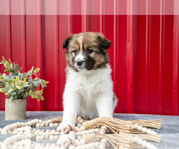 Medium Photo #1 Australian Shepherd Puppy For Sale in GREENFIELD, OH, USA