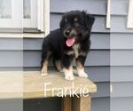 Puppy Frankie Miniature Australian Shepherd