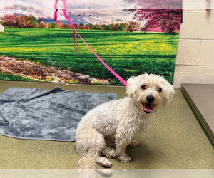 Maltipoo (Miniature) Dogs for adoption in Moreno Valley, CA, USA
