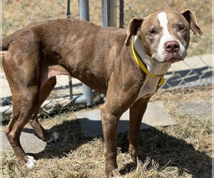 Xena - Female Pointer-Unknown Mix Dog for Adoption - Photo #2