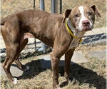 Small Photo #2 Pointer-Unknown Mix Puppy For Sale in Houston, TX, USA
