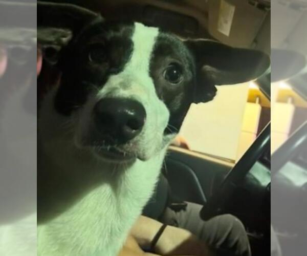 Medium Photo #1 Cardigan Welsh Corgi-Unknown Mix Puppy For Sale in San Antonio, TX, USA