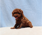 Small #5 Poodle (Toy)