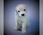 Small Photo #1 Goldendoodle Puppy For Sale in CHEYENNE, WY, USA