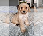 Small Photo #76 Goldendoodle (Miniature) Puppy For Sale in PENSACOLA, FL, USA