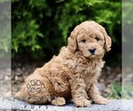 Image preview for Ad Listing. Nickname: Lori