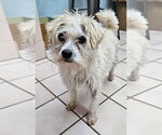 Small #2 Mutt