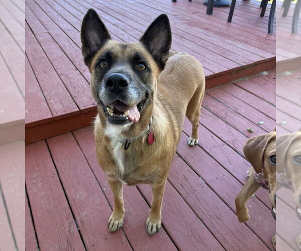 Medium Photo #9 Mutt Puppy For Sale in Boston, MA, USA