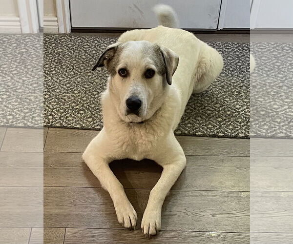 Medium Photo #2 Akbash-Unknown Mix Puppy For Sale in Bountiful, UT, USA