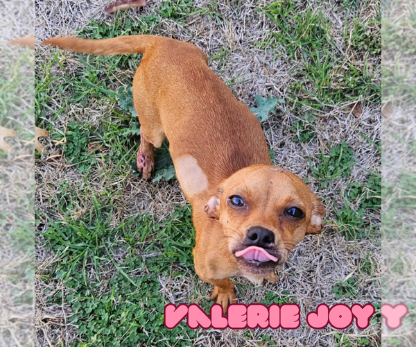 Medium Photo #6 Chiweenie Puppy For Sale in San Antonio, TX, USA