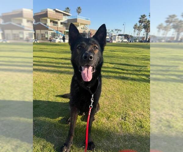 Medium Photo #1 German Shepherd Dog Puppy For Sale in Chula Vista, CA, USA